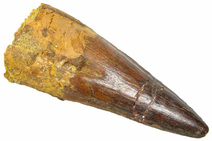 Fossil Spinosaurus Tooth - Real Dinosaur Tooth #361286